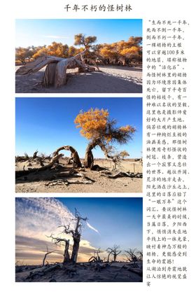 怪树林