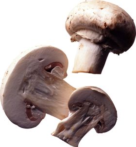 蘑菇素材
