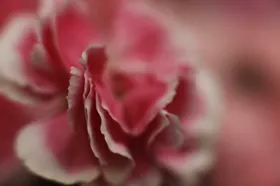 玫瑰花卉摄影情人节