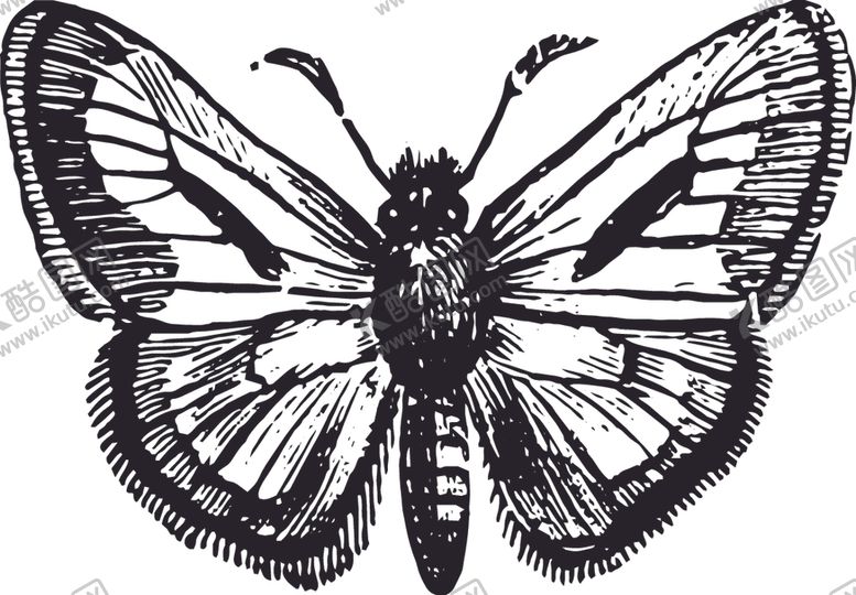 编号：67990010040640502183【酷图网】源文件下载-自然昆虫蝴蝶标本插画