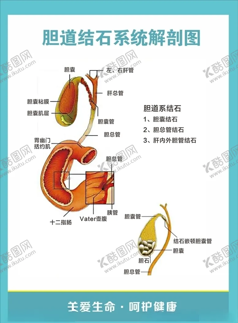 编号：46313607022037186204【酷图网】源文件下载-胆道结石系统解刨图