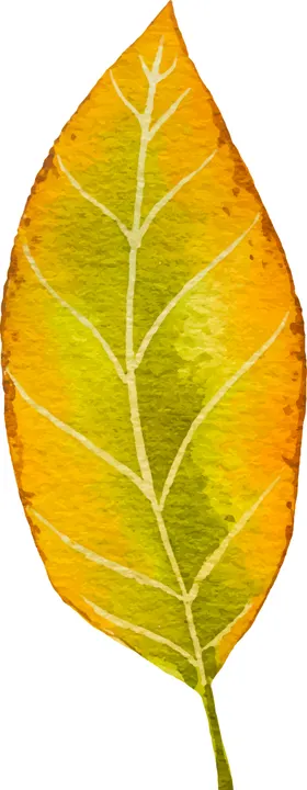 水彩植物