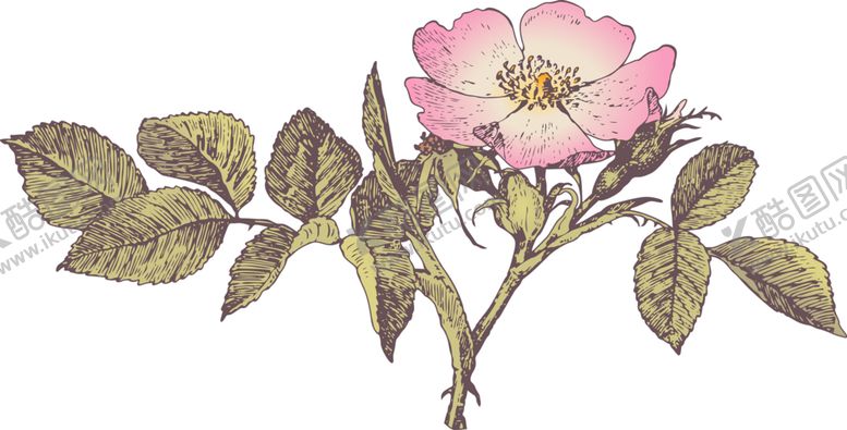 编号：83744509251448376506【酷图网】源文件下载-鲜花素材