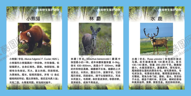 编号：20730107021438571088【酷图网】源文件下载-珍稀野生保护动物