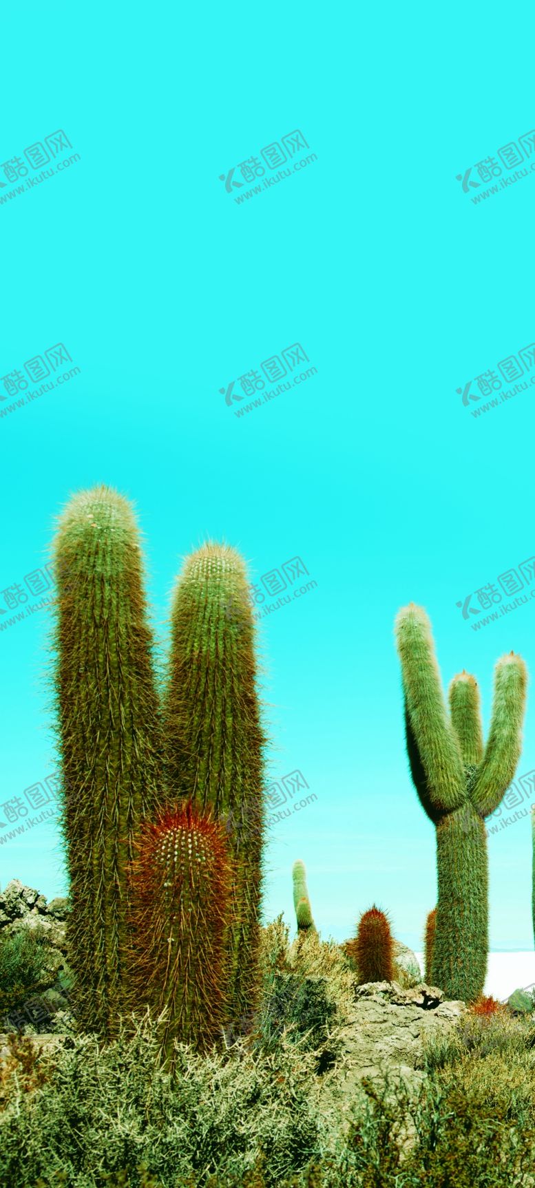 编号：68261709240518321403【酷图网】源文件下载-仙人掌