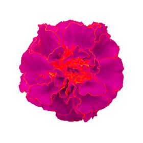 鲜花素材