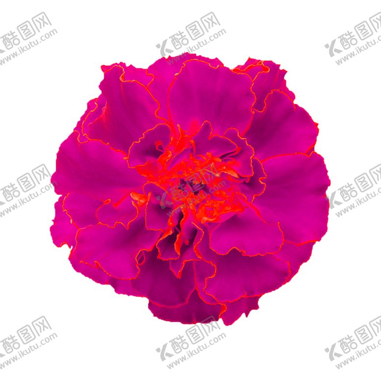 编号：58127505050327066408【酷图网】源文件下载-鲜花素材