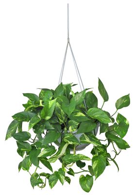 免扣植物素材图片