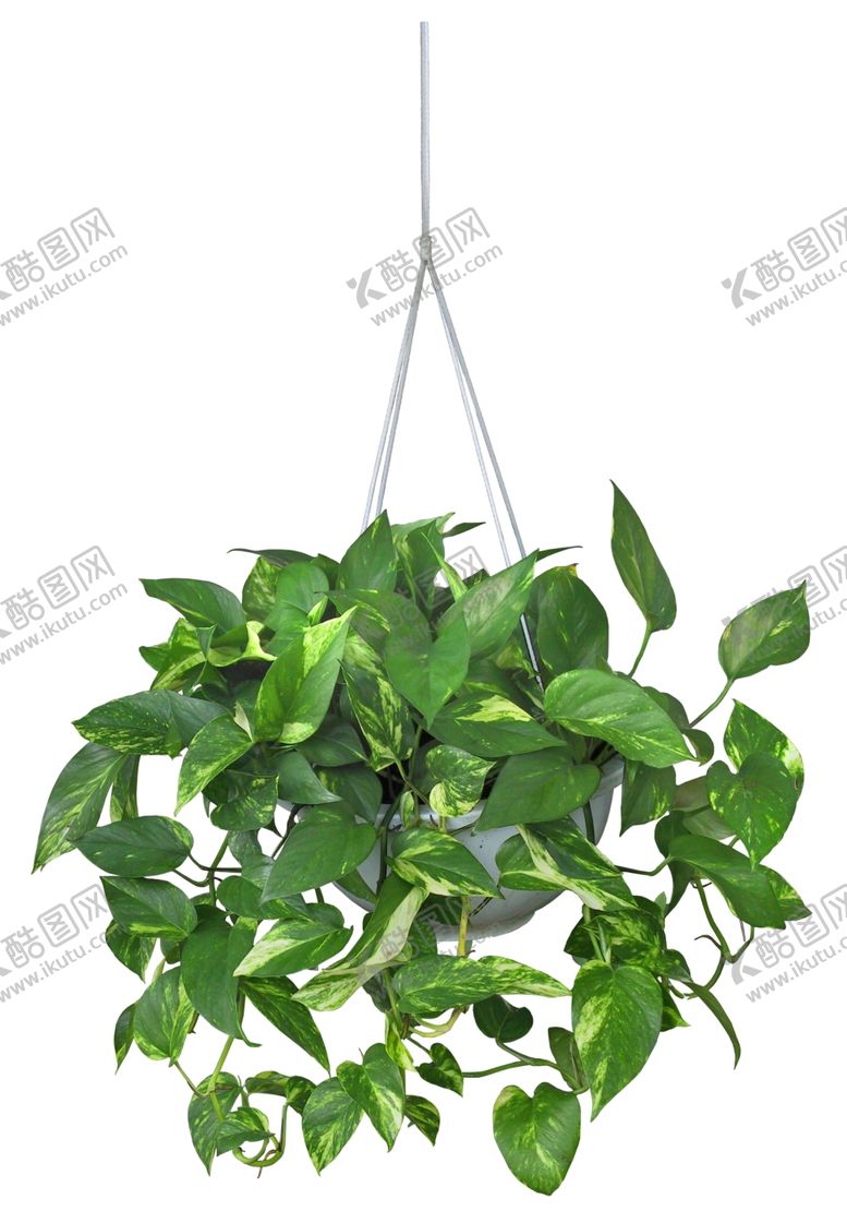编号：28764805022030275540【酷图网】源文件下载-免扣植物素材图片