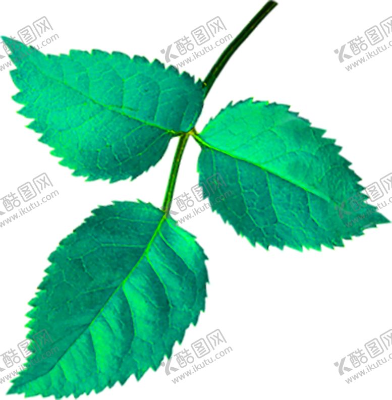 编号：85103010212125285367【酷图网】源文件下载-花素材