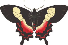 自然昆虫标本插画