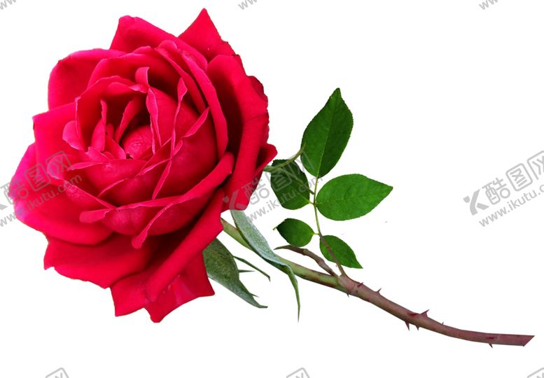 编号：39494309252313319637【酷图网】源文件下载-玫瑰花