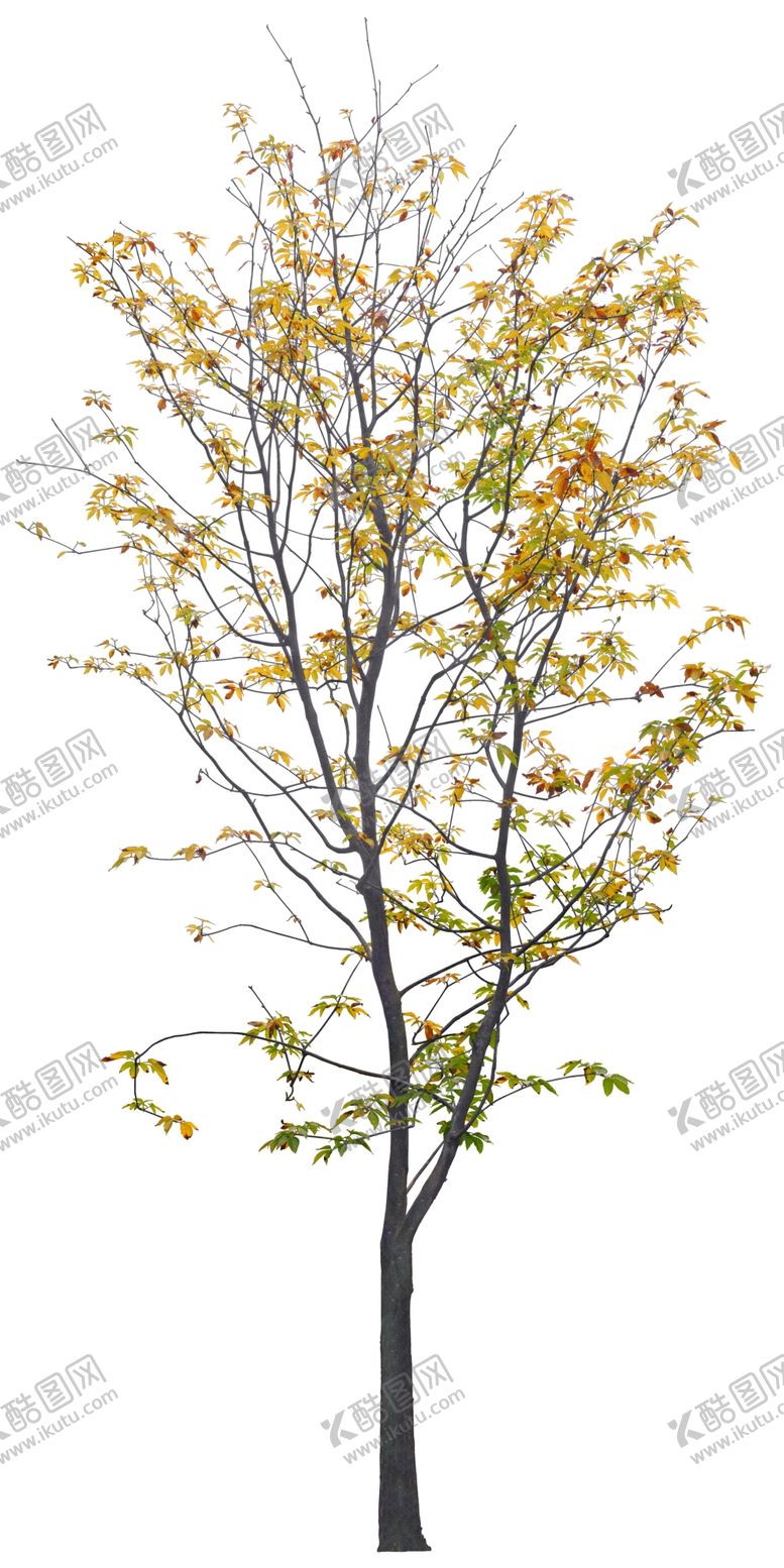 编号：25272809190138207992【酷图网】源文件下载-免扣植物素材图片