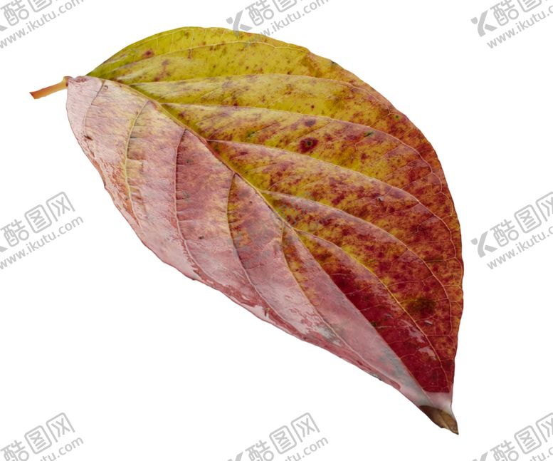 编号：22512909150042389597【酷图网】源文件下载-枫叶