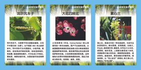 珍稀野生保护植物