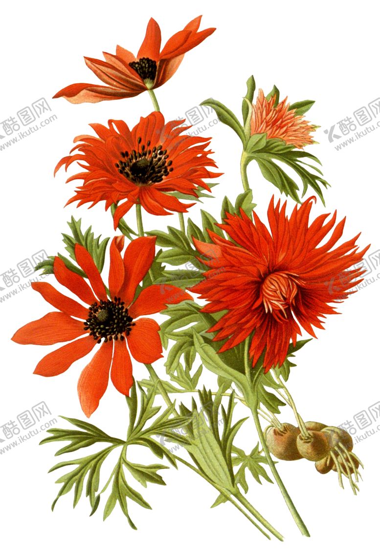 编号：17182506282309378724【酷图网】源文件下载-复古鲜花植物装饰图案