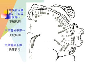 大脑解剖图