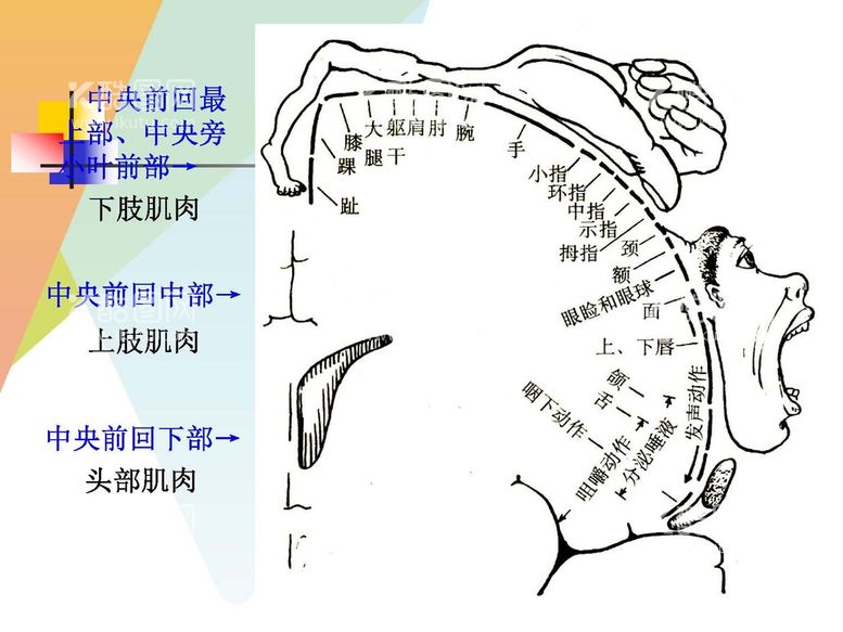 编号：11863311250948509342【酷图网】源文件下载-大脑解剖图 