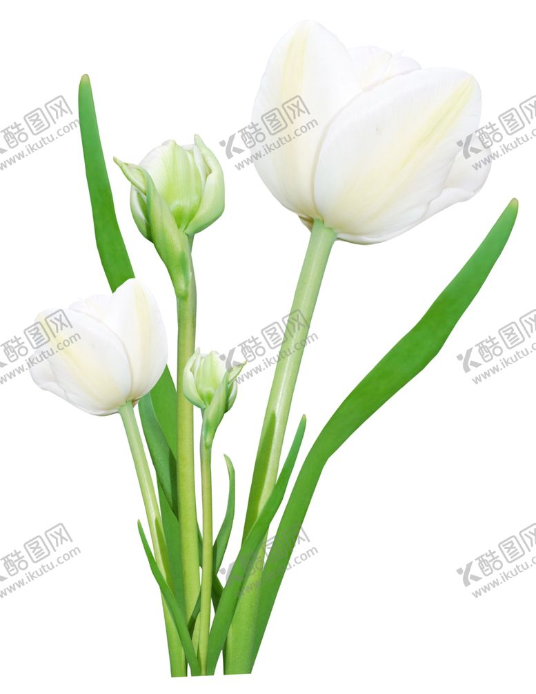 编号：78520906251149322237【酷图网】源文件下载-花边
