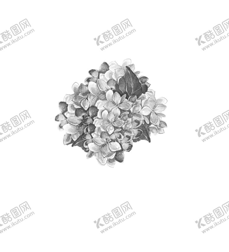 编号：55116509210614497056【酷图网】源文件下载-绣球花