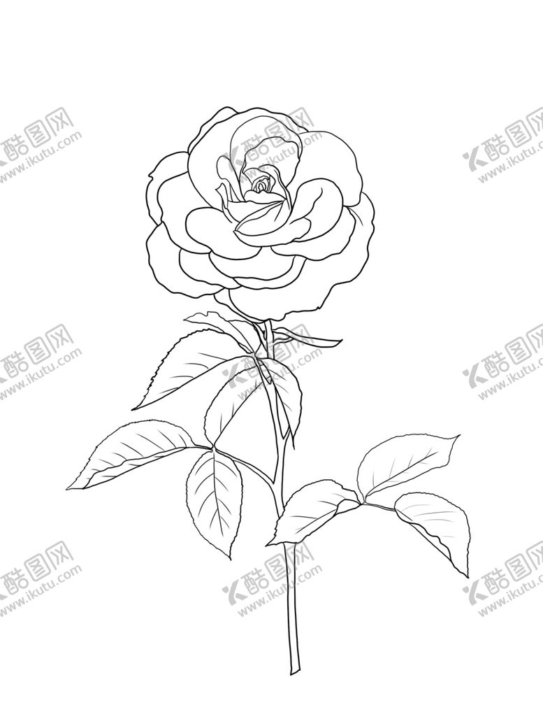 编号：39077510281831522423【酷图网】源文件下载-玫瑰花