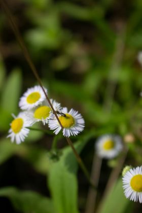 野菊花