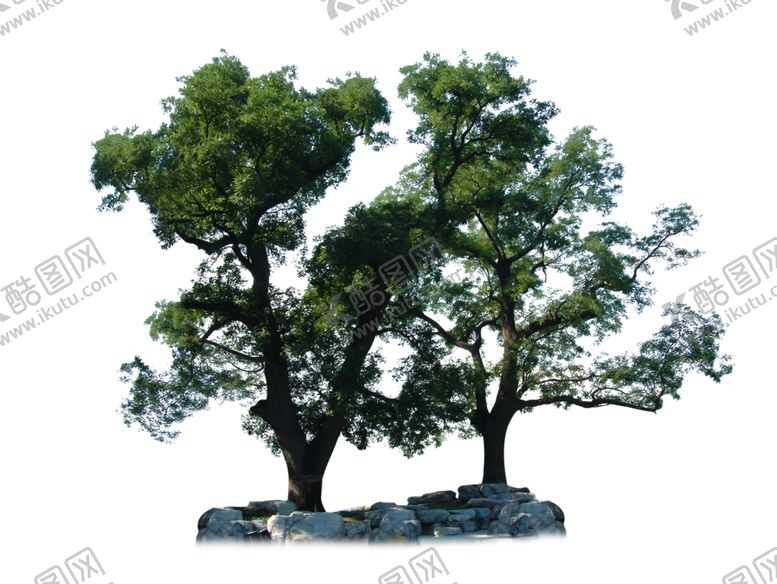 编号：54004109182117383092【酷图网】源文件下载-两颗樟树