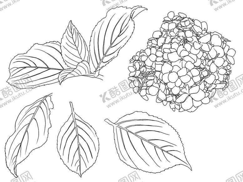 编号：46863606250101334260【酷图网】源文件下载-花卉素描