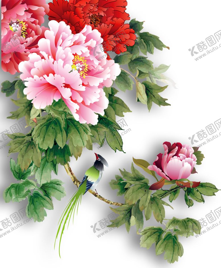 编号：54818405171746019786【酷图网】源文件下载-牡丹花