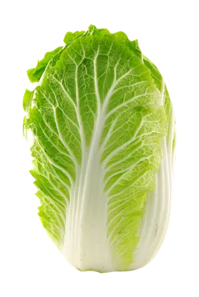 白菜