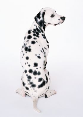 斑点狗