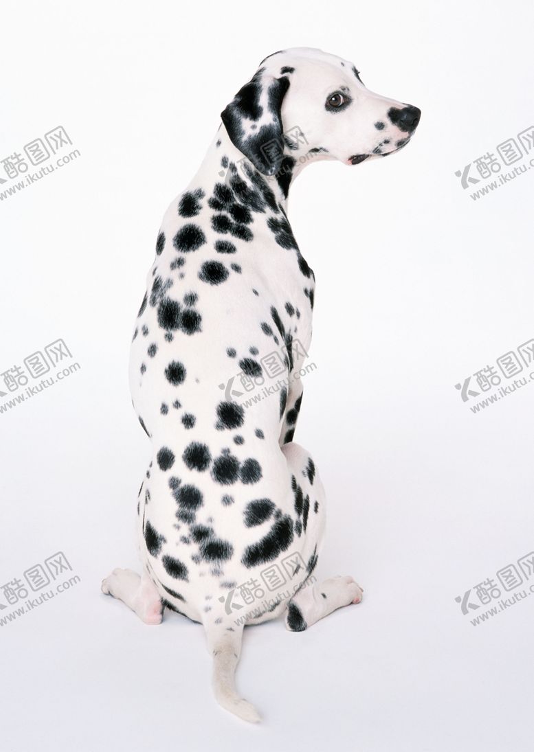 编号：51315205120650047614【酷图网】源文件下载-斑点狗
