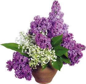 丁香花