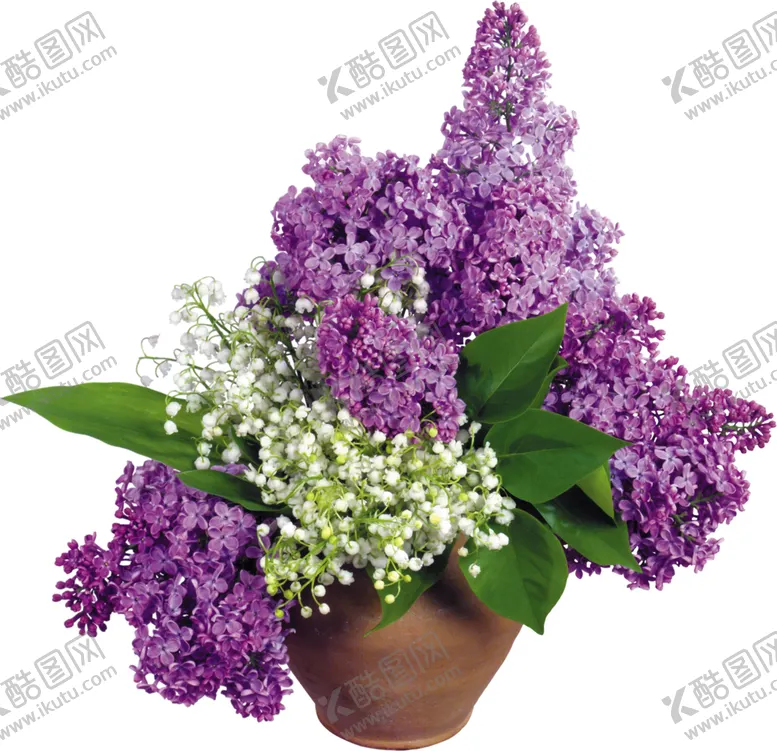 编号：56062506290518358803【酷图网】源文件下载-丁香花