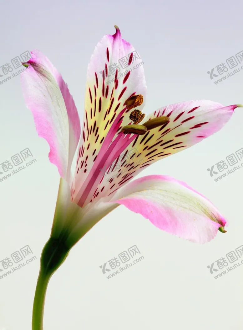 编号：36974111172252171285【酷图网】源文件下载-花特写粉色花