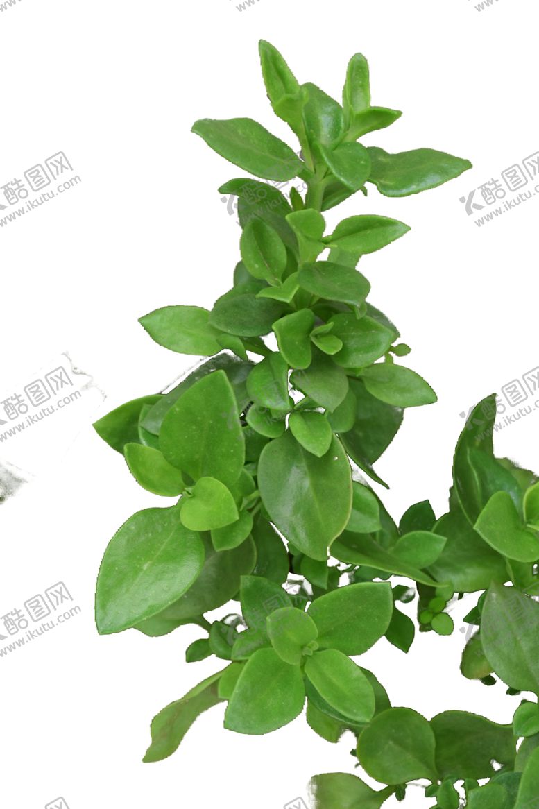 编号：91073106281904143798【酷图网】源文件下载-绿叶植物多肉盆栽树枝