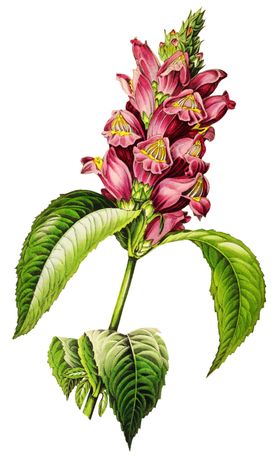 复古花朵植物图案