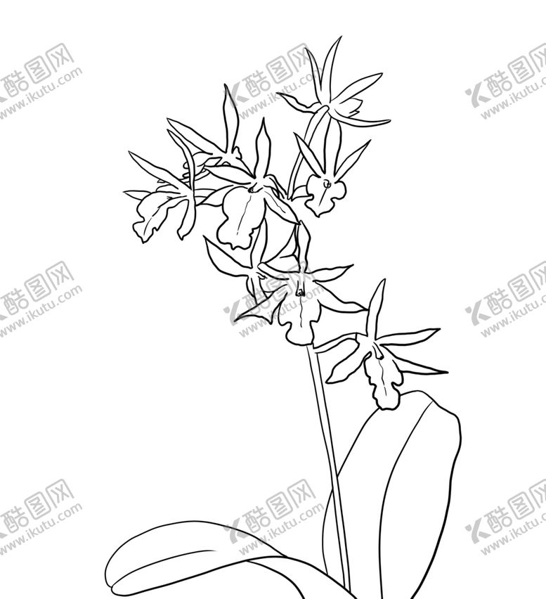 编号：66580310311910418302【酷图网】源文件下载-兰花