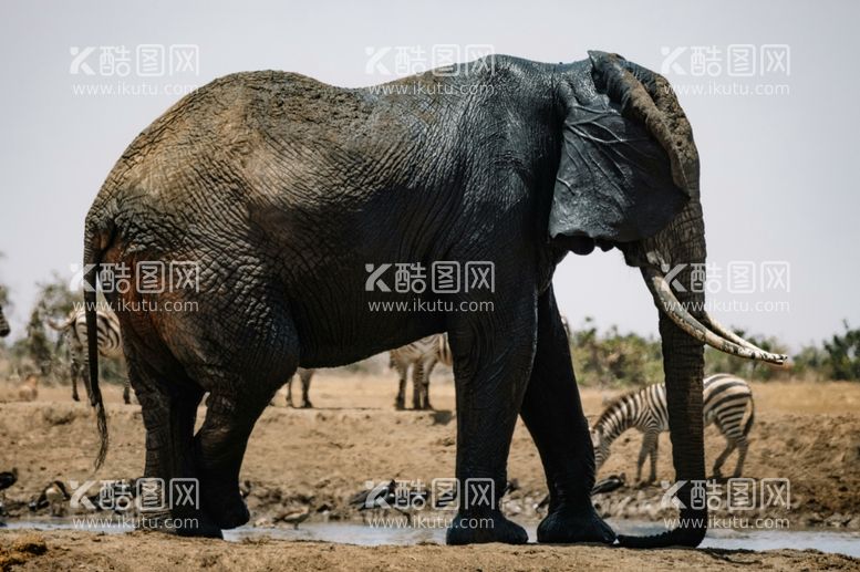 编号：86531711271804351682【酷图网】源文件下载-大象