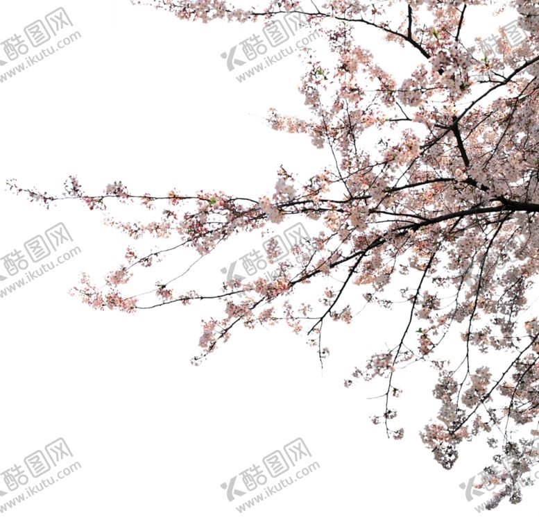编号：52576410111718355406【酷图网】源文件下载-樱花前景树