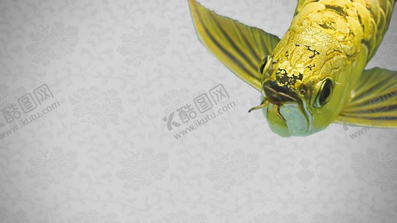 编号：47002902221211059690【酷图网】源文件下载-金龙鱼水族观赏鱼海报轮播