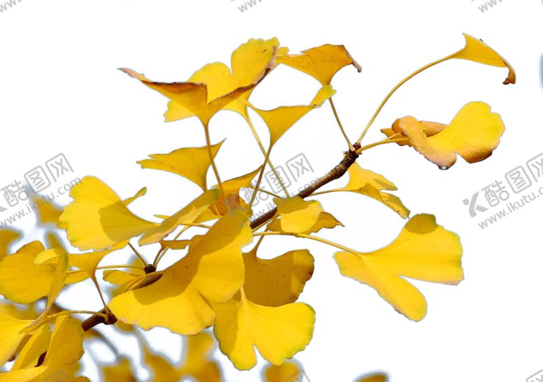 编号：91924909200717548012【酷图网】源文件下载-银杏叶