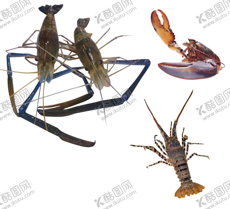 编号：27164910070648009280【酷图网】源文件下载-龙虾