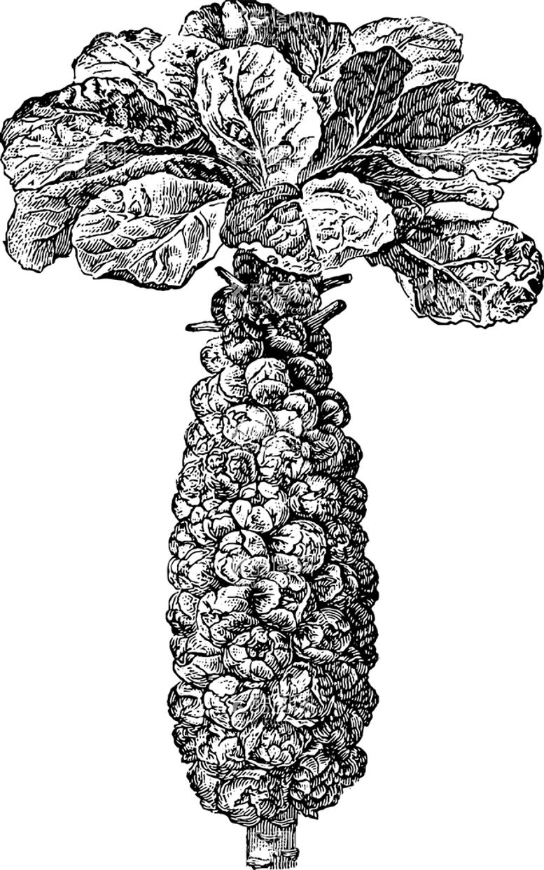 编号：91814012040108336844【酷图网】源文件下载-手绘蔬菜