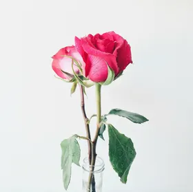 玫瑰花卉浪漫爱情花