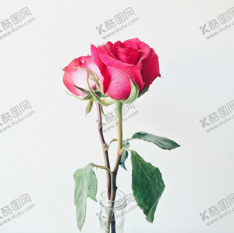 编号：39046012301017146775【酷图网】源文件下载-玫瑰