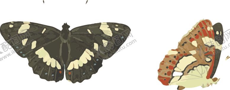 编号：83242310041221034111【酷图网】源文件下载-蝴蝶昆虫插画