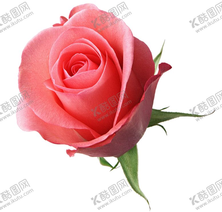 编号：27084810140345511907【酷图网】源文件下载-鲜花素材