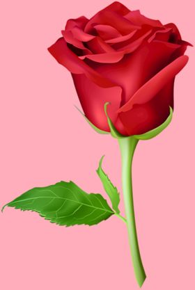 玫瑰花