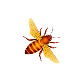 蜜蜂昆虫插画图片
